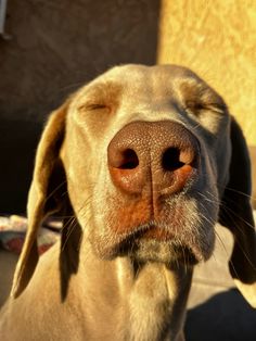 a close up of a dog's face with it's nose open and eyes closed