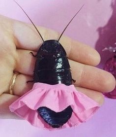 a small black bug with pink ruffle on it's chest sitting in someones hand