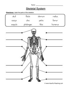 the skeletal system worksheet