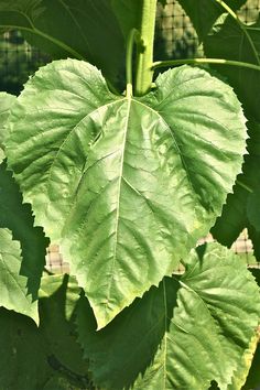 a large green leaf hanging from the side of a plant with other leaves in the background