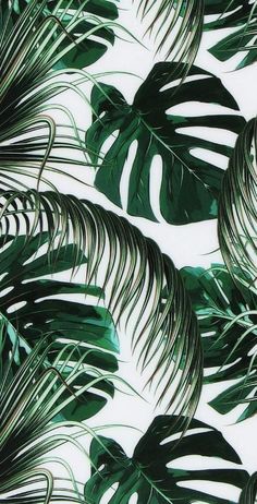 green palm leaves on a white background