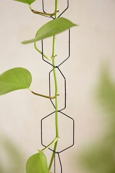 a plant that is growing out of some kind of metal wire with leaves on it