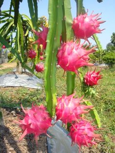 Dragonfruit Tree, Dragon Drink, Naga Dragon, Dragon Fruits, Weird Fruit