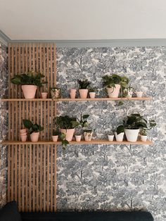 several potted plants on wooden shelves in front of wallpaper