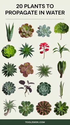 the top 20 plants to propagate in water, including succulents