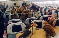 several cats sitting on seats in an airplane with people standing around and looking at them