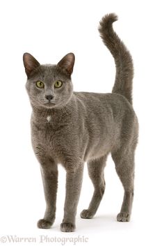 a gray cat standing in front of a white background and looking at the camera with an alert look on its face