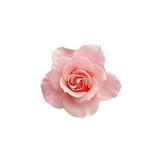 a single pink rose on a white background