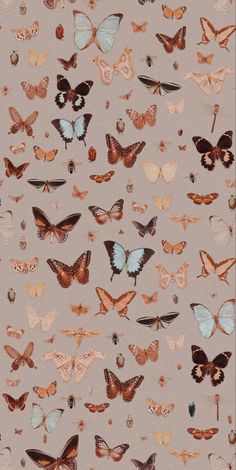 an image of many different butterflies on a gray background