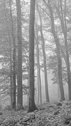 black and white photograph of trees in foggy forest