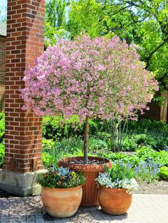 two large potted plants sitting next to each other in front of a brick building