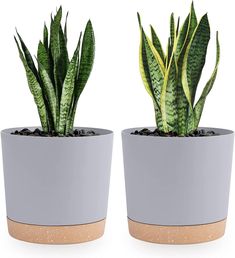 two potted plants sitting next to each other