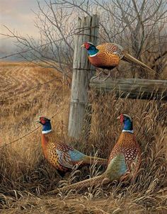 three pheasants are standing in the tall grass by a wooden fence post