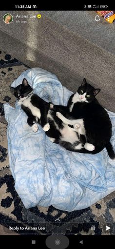 two black and white cats laying on top of a blue blanket