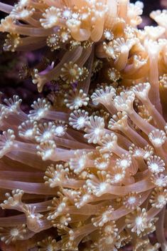 anemone is growing in the water near some corals