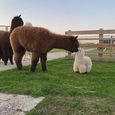 Alpaca, Instagram