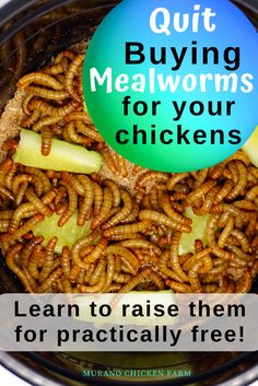 the words quit buying mealworms for your chickens are shown in front of an image of