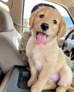 a dog sitting in the back seat of a car