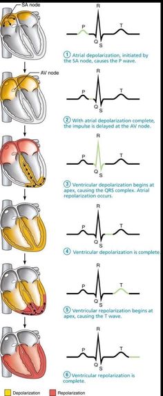 Good Notes Anatomy, Ekg Technician Aesthetic, Cardiology Study, Ekg Nursing, Notes Anatomy, Nursing School Studying Cheat Sheets, Ekg Interpretation, Nursing School Essential