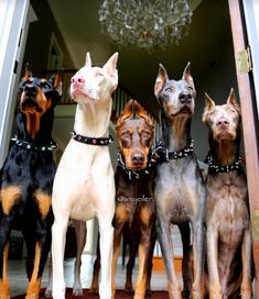 five dogs are standing in the doorway with their collars on