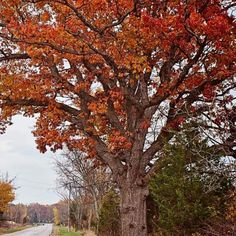 a tree with orange and red leaves on it next to a road in the fall