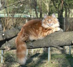 an orange and white cat sitting on top of a tree branch