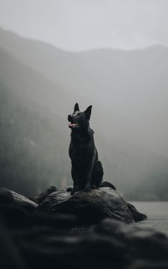 a black dog sitting on top of a rock next to a body of water with mountains in the background