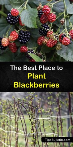 the best place to plant blackberries