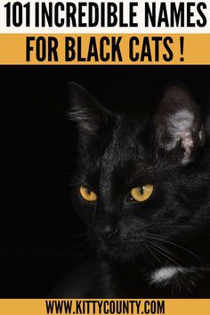 a black cat with yellow eyes and the words 101 incredible names for black cats on it