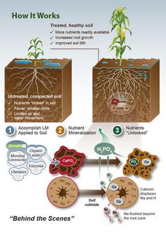 an image of how plants grow in soil