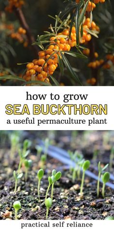 how to grow sea buckthorn in a useful permaculture plant by practical self reliance