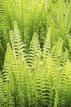 some very pretty green plants in the grass