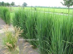 some very pretty green grass by the road