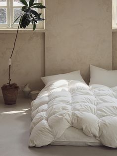 an unmade bed with white comforter and pillows in a bedroom next to a potted plant