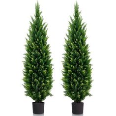 two potted trees are shown side by side