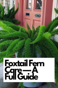 Discover the comprehensive guide to Foxtail Fern care, covering all aspects from watering to light requirements. This article provides valuable insights for both beginners and experienced plant lovers, ensuring your Foxtail Fern thrives in any environment.  IG Photo by: amazing__plants Foxtail Fern Care, Foxtail Plant, Water Ferns, East Facing Garden, Fern Care, Foxtail Fern, Potted Ferns, Ferns Care, Florida Landscaping