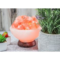 a bowl filled with ice next to two succulents