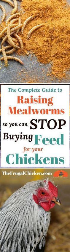 the complete guide to raising meat worms and how to stop buying feed for your chickens