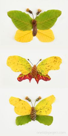 three different types of butterflies with leaves and moths on their wings, all showing the same color