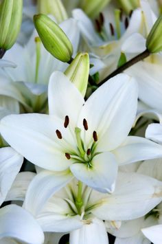 white flowers with green stems in the middle