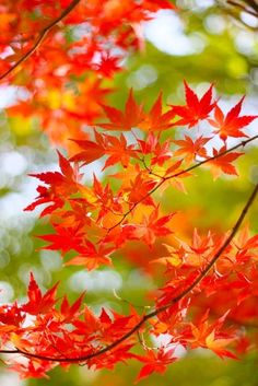 red leaves are hanging from the branches of a tree with green foliage in the background