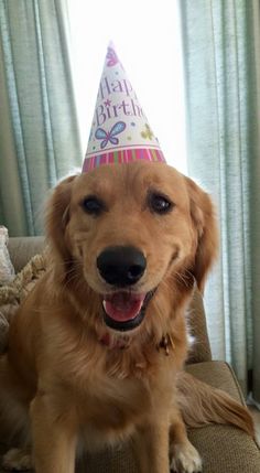 a golden retriever dog wearing a birthday hat