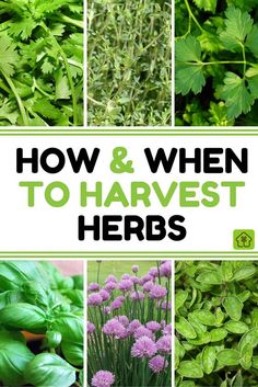 the cover of how and when to harvest herbs, with pictures of different plants in it