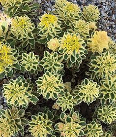 small yellow and green plants growing in gravel