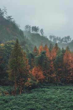 the forest is full of trees with orange leaves on them and fog in the air