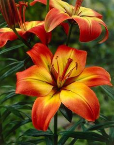 Asiatic Lily LINDA, (5 bulbs) real thriller in the garden .Perennial - Caribbeangardenseed Mother Tattoo, Window Paint, Orange Lily, Winter Backdrops, Beautiful Plants, Tattoo Illustration