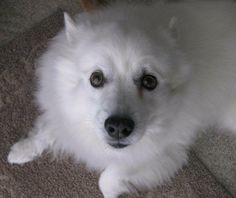 a white dog laying on the floor looking at the camera with an intense look to it's face