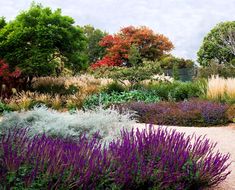 a garden filled with lots of different types of flowers