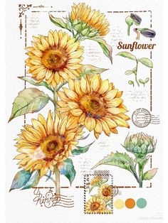 sunflowers are shown in watercolor and ink with stamps on the back ground