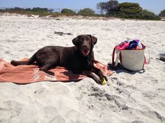 a black dog laying on top of a beach next to a towel and cooler bag